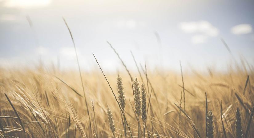 2023-ban egy meghívásos pályázaton kérte fel a sárvári önkormányzat Lágler Pétert arra, hogy licitáljon egy 4662 négyzetméteres területre