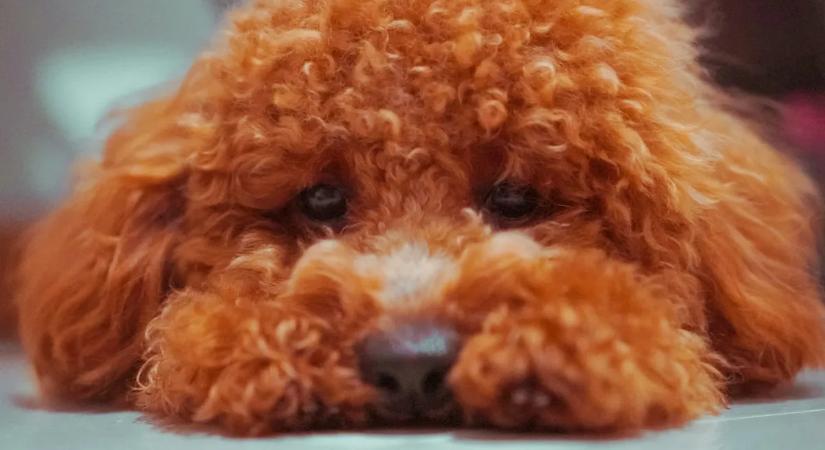 Borzalmas: 250 kutyát kellett kimenekíteni egy szobából