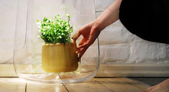 Csökkenti a stresszt, ha itt tartod a szobanövényeidet