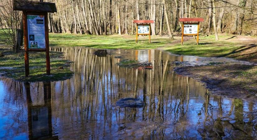 Fogalma se volt, milyen állatot talált Miskolcon! Szakemberek vették kézbe az esetet – fotó