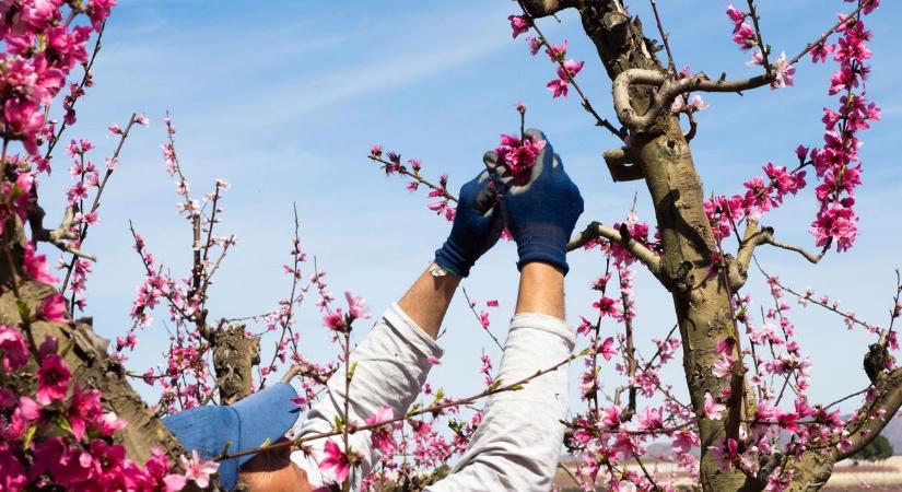 A kajszifákon már ott vannak a kis barackok, kérdés, túlélik-e a hideget?