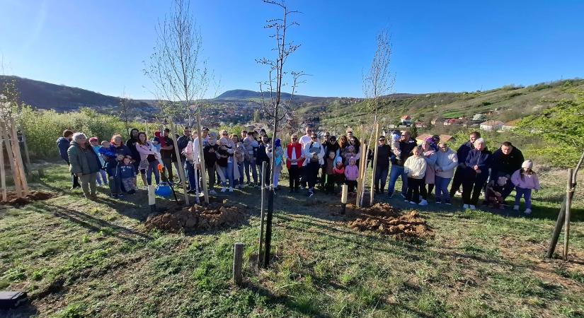 Új életet ültettek: 20 fát kapott a Gyermekliget Csolnokon