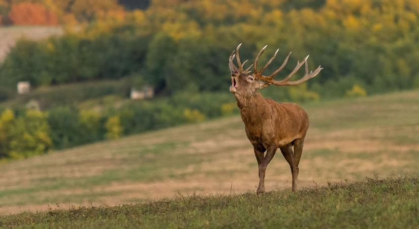 Idén sem vették komolyan - illegális agancsgyűjtés miatt lépett a rendőrség