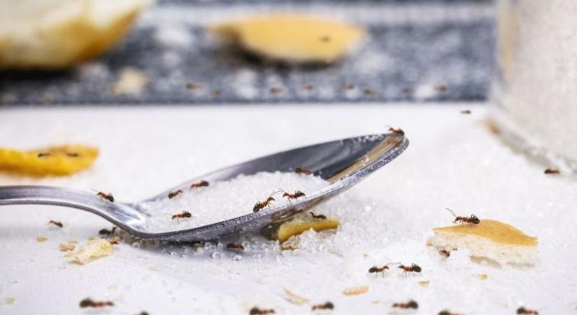 Önnél is megjelentek a hangyák? Mutatjuk, mit tehet ellenük