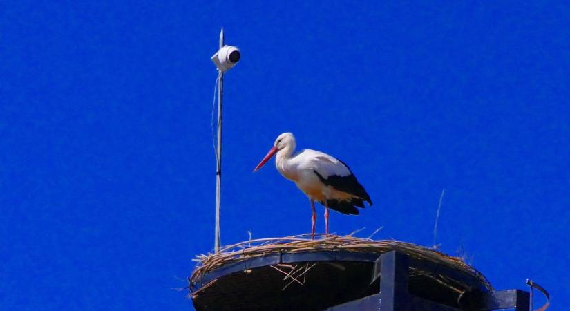Hazatért az ország legidősebb gyűrűs gólyája – Rábapatonán azonosították a 24 éves madarat
