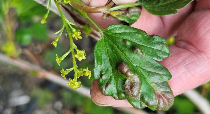 Aktuális növényvédelmi feladatok – 2026. 15. hét