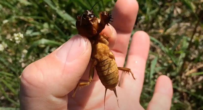 Ha ezt a jelet látod a kertedben, azonnal cselekedned kell! A lótetű már ott van!