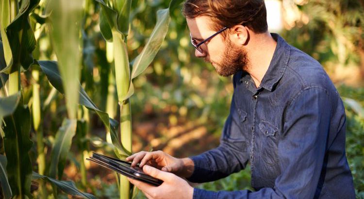 Online is elindítható a növénybiztosítás