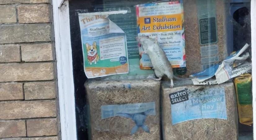 Sokkoló képek egy kisvárosról, ahol már az utcán is kerülgetni kell a patkányokat