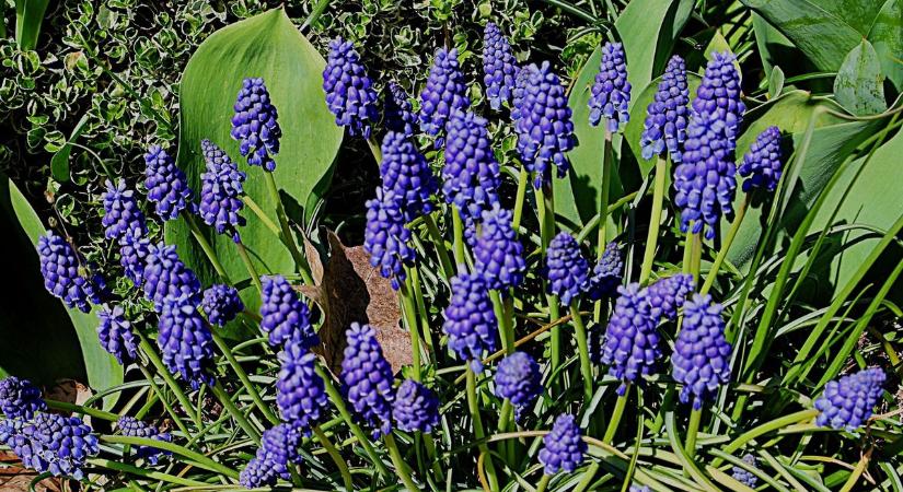 Több néven szólítják és még kedves is - te ismered ezt a növényt? (galéria)