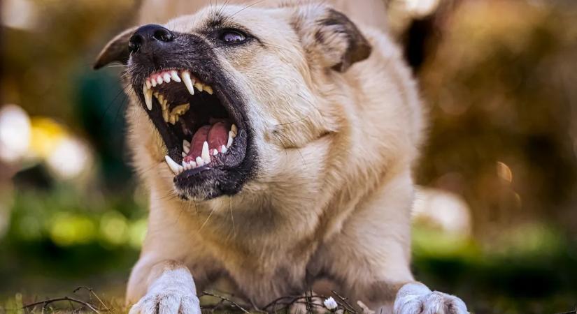 Végzetes tragédia: otthonában ölhették meg a kutyák a gyermeket