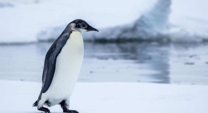 Vörös listás lett a császárpingvin – súlyosan veszélyeztetett a legnagyobb pingvinfaj