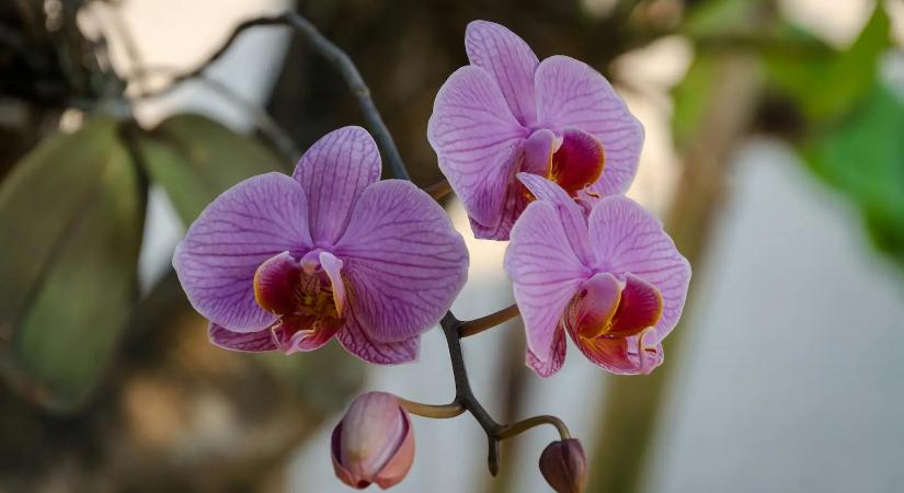 Egy apró trükk, és virágba borul az orchidea – kevesen ismerik ezt a módszert