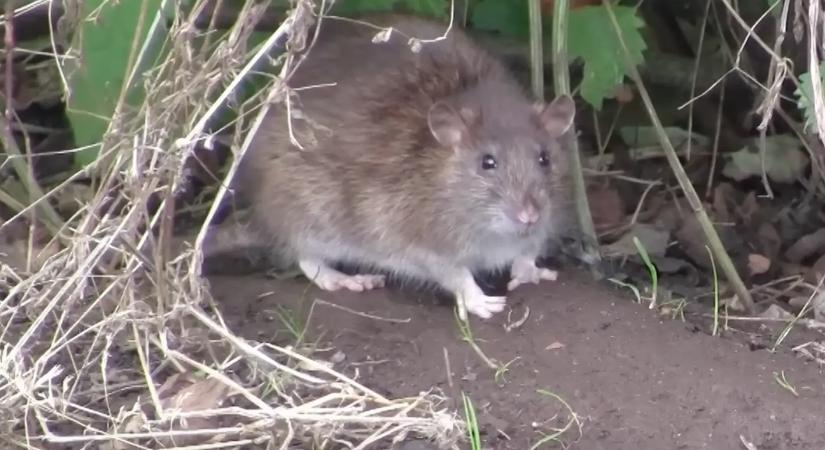 Ezt a növényt ültesd be, és sírva menekül majd az egerek a kertedből