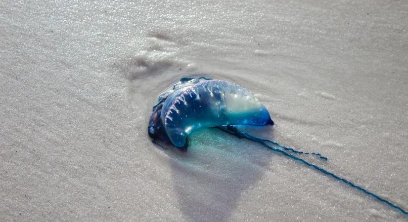 Ne nyúljon hozzá! – Még a homokban fekve is csíphet ez a különös élőlény