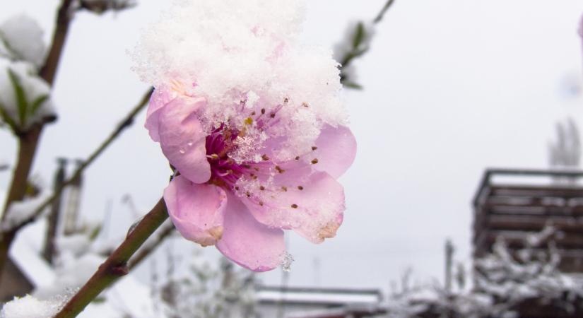 Veszélyben a hazai barack és eperszezon: komoly árat fizethetünk a tavaszi ítéletidő miatt