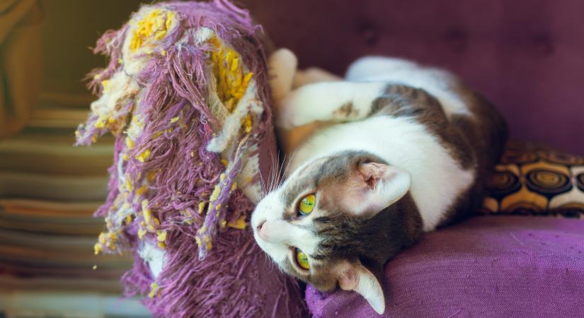 Hogyan tudod leszoktatni a macskád a bútorkaparásáról?