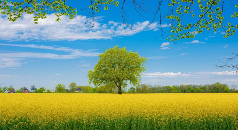 Felkészülés a repcefénybogár elleni védekezésre