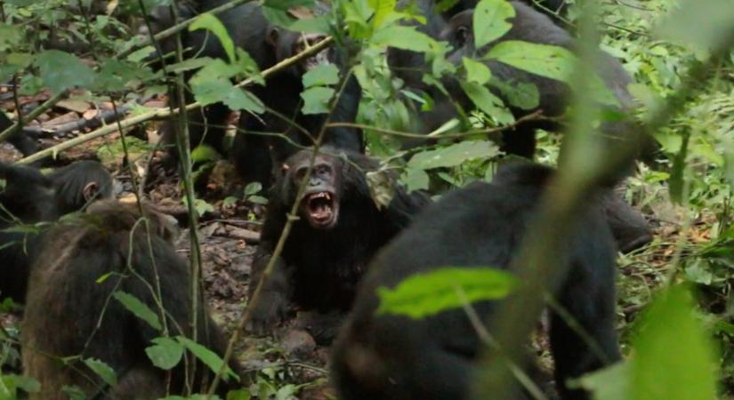 Polgárháború robbant ki egy ugandai csimpánzközösségben
