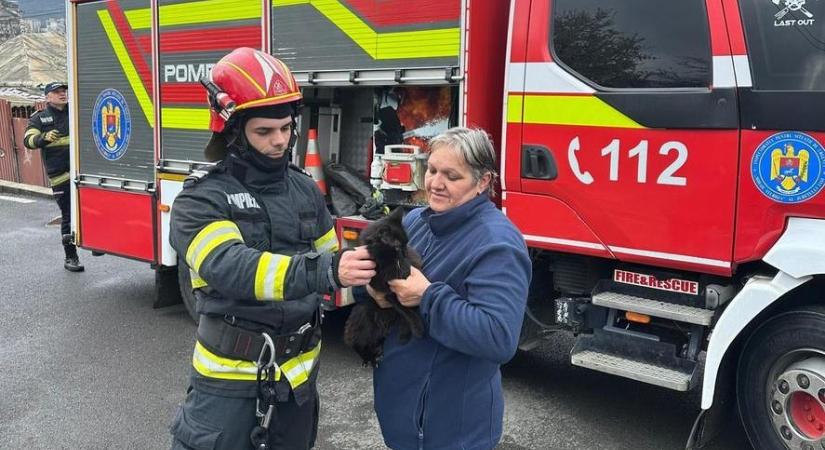 Fenyőfa hegyén rekedt cicát mentettek a tűzoltók