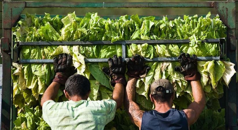 Nem lehet már annyit kaszálni a vendégmunkásokon, zuhant a magyar cég nyeresége – borús gazdasági jóslat érkezett