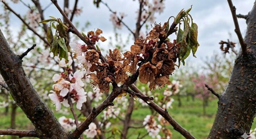 Eső, hűvös, virágzás: most indul a monília-szezon? Ebből a 6 jelből időben észreveszed