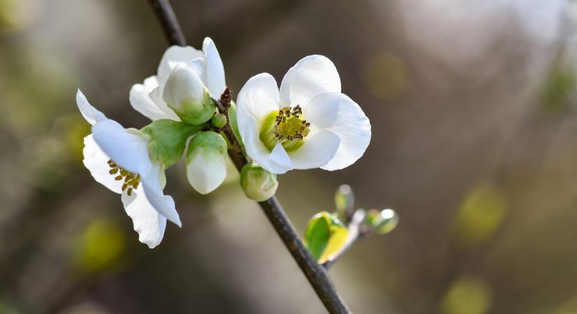 Friss fogási adatok a NAK előrejelző rendszeréből – 15. hét