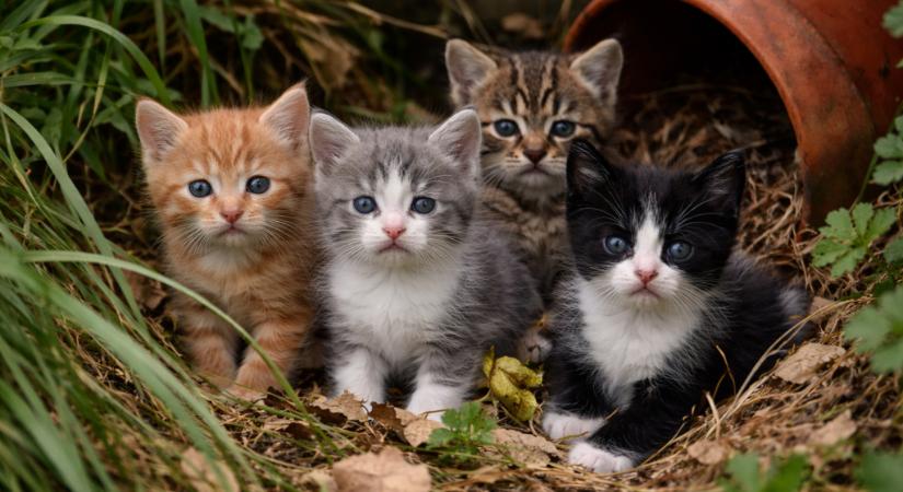 [Szolgálati] Szerverkimaradásunkban