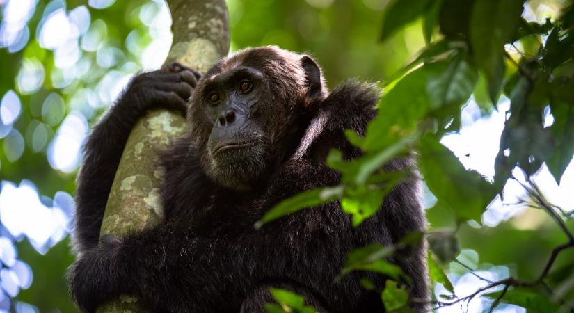 Két pártra szakadtak az Ngogo csimpánzok, majd ölni kezdték egymást, és most már sejtjük is, miért