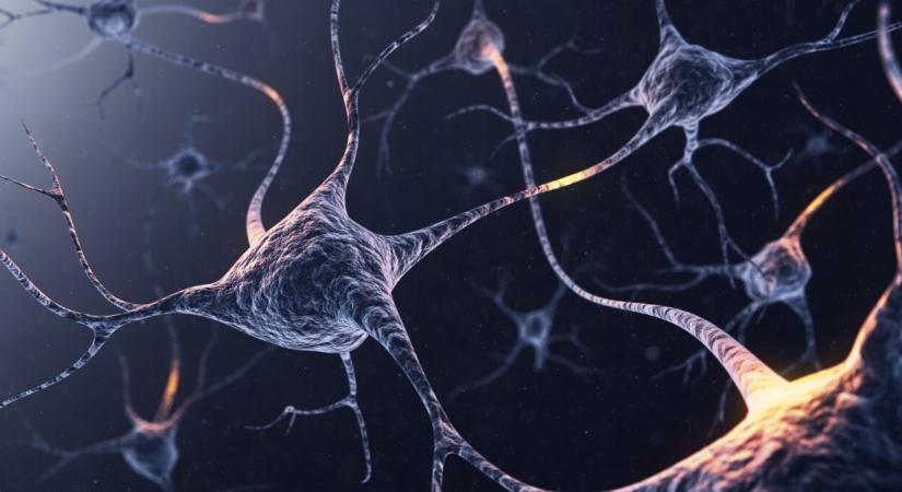 Kvíz: mennyire ismered az emberi agyat?