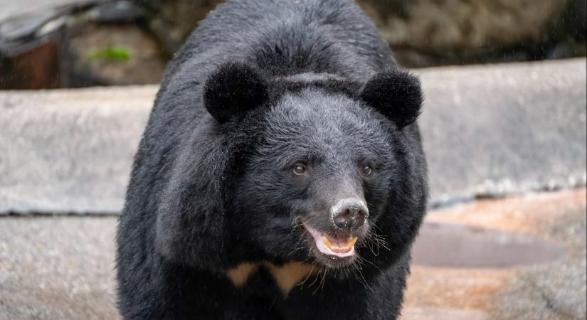 Túlélte a magyar író a medvetámadást, most elmeséli a pontos részleteket