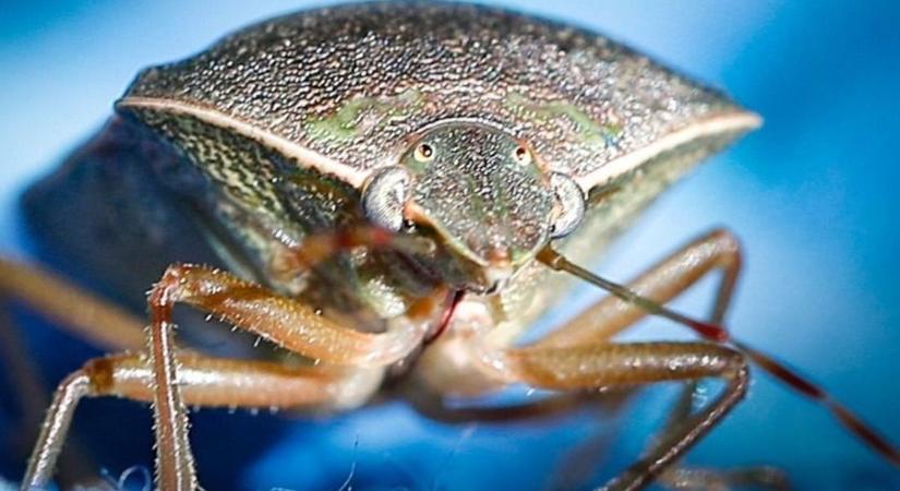 Mégis van ellensége a poloskának – itt a legújabb!