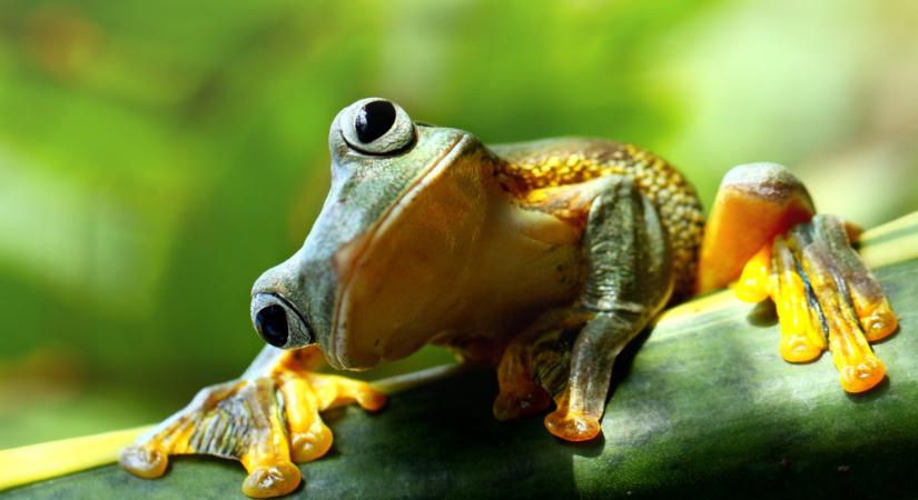 A Dogecoin után újabb mémérme ETF kezdheti meg a kereskedést