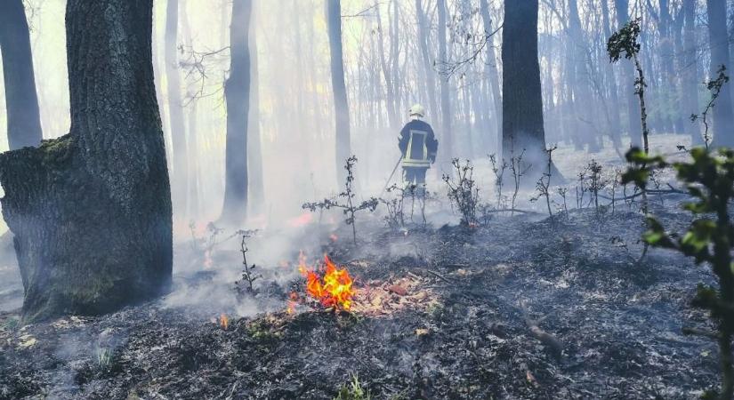 Erdőtűz Gyulajnál: egyhektáros terület égett le