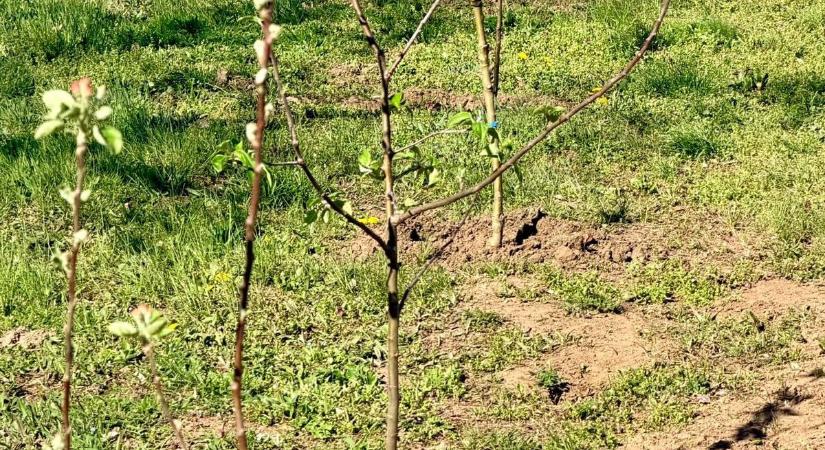 Értékes ajándékot kapott a falu, a kastélyba is jutott belőle