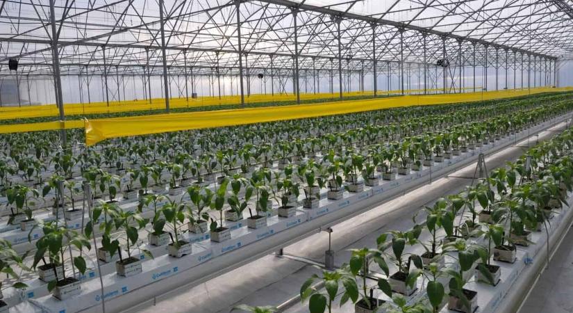 Nem csak szakma, hanem jövő: high-tech kertészet indult