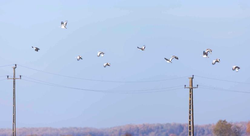 Évente több tízezer madár pusztul el a vezetékeknek csapódás és áramütés miatt