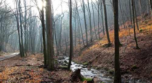 Hubai Imre: csaknem 1500 település tudta a környezetét fásítással javítani