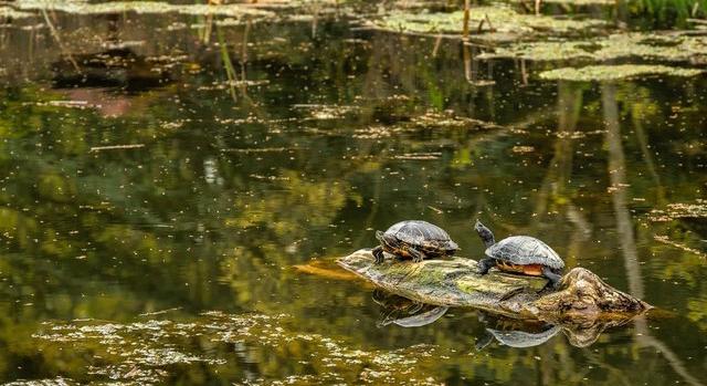 Teknőspáncélokat használhattak eszközként a közép-európai neandervölgyiek