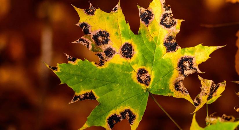 Ezért jelennek meg foltok a leveleken – így kezeld a bajt!