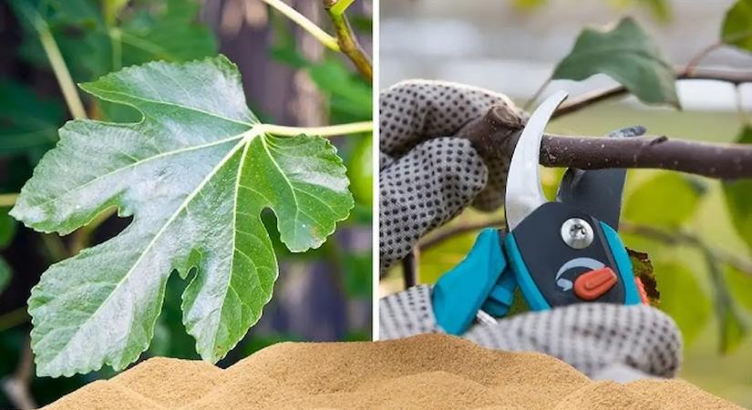 A szomszédom elárulta a trükköt, és 2 hét alatt mézédes lett az összes fügém