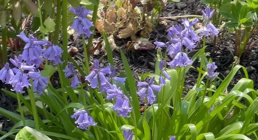 Ezt a 3 növényt ültesd a diófa alá, és ragyogni fog a sötét sarok is