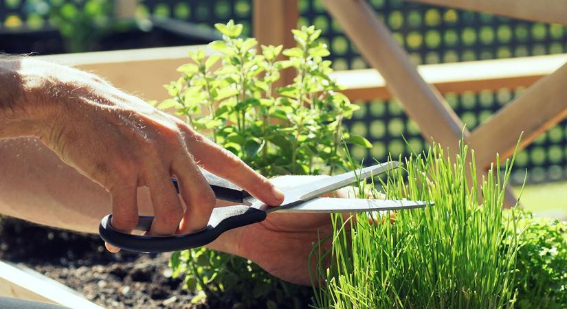 Balkonkertészet kezdőknek: 5 fűszernövény, ami bírja az áprilisi szeszélyes időjárást
