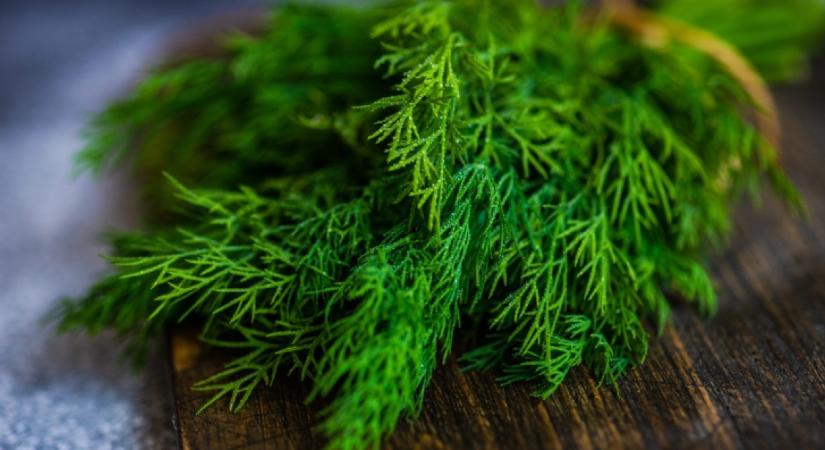 Nem a fagyasztás, nem is a szárítás a titok: ha így teszed el a kaprot, egy év múlva is friss lesz