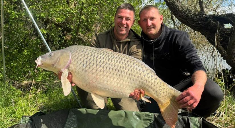 Óriási fogás az Atkai holtágon: 21 kiló feletti ponty akadt horogra
