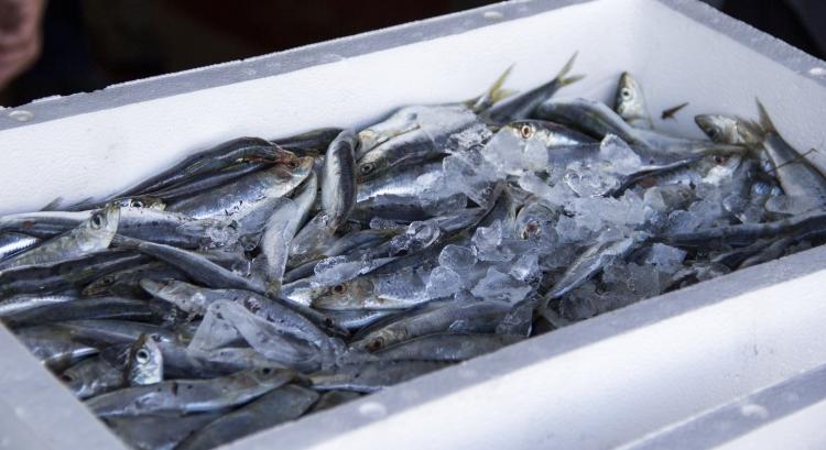 Szintet léphet a csomagolás a halászati ágazatban