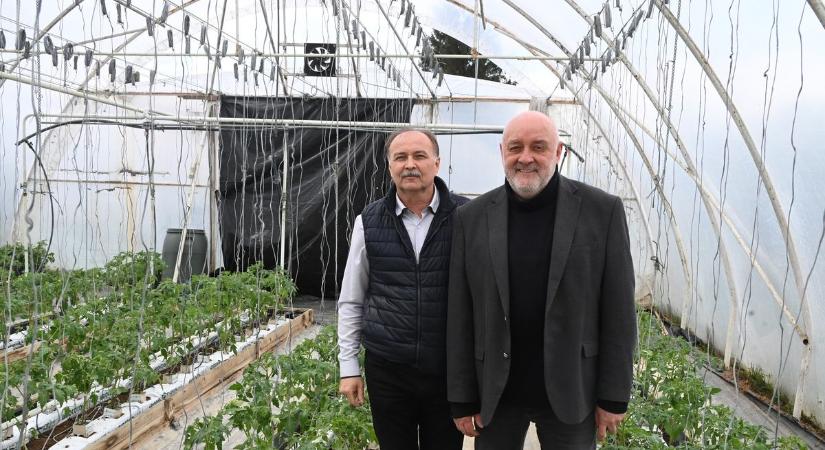 Korszerű termesztés és kiemelkedő minőségű zöldségek a Penyigei közmunkaprogramban