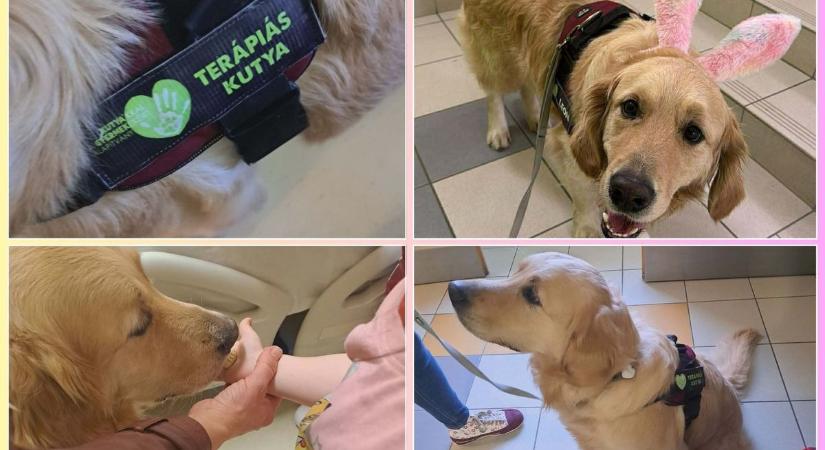Csodálatos hír: Leon, a terápiás kutya munkába állt a győri Petz kórházban - fotók, videó