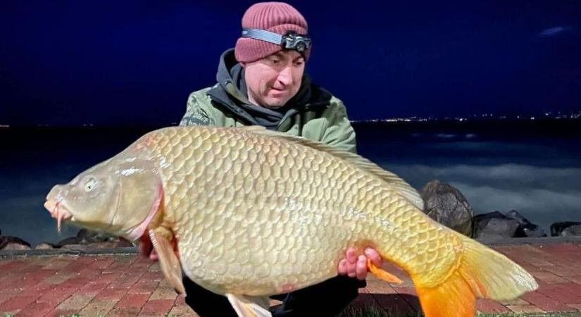 Emberméretű ponty: újabb kapitális fogás a Balatonnál