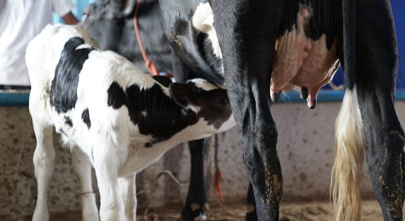 Anyagcsere-programozás: 1500 kg plusz tejet ér ez a titok